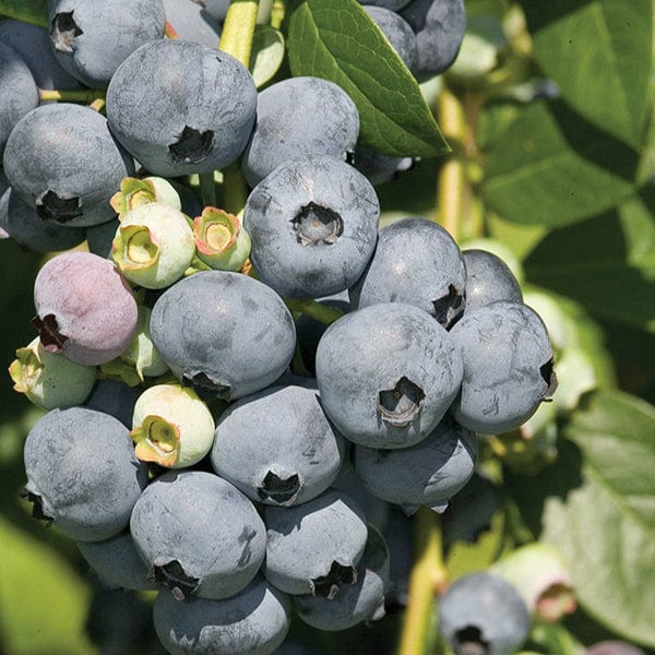 Blueberry Bluecrop Plants
