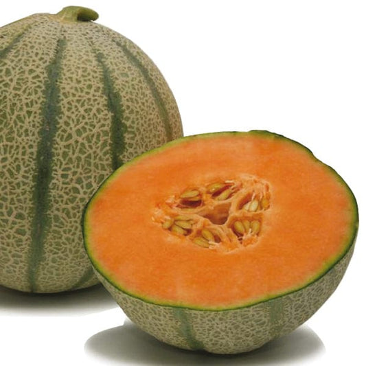Melon Diva F1 Grafted Plants