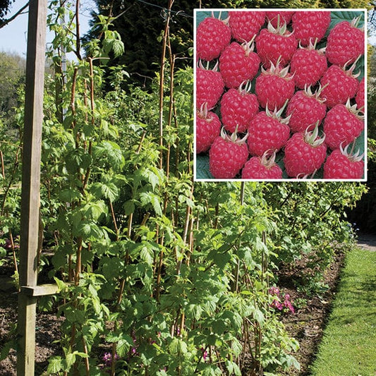 Raspberry Glen Ample AGM Fruit Canes (Floricane)