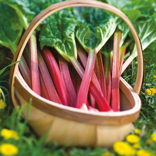 Rhubarb Livingstone Plant