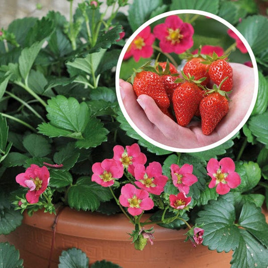 Strawberry Toscana F1 Plants