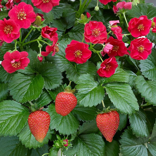 Strawberry Summer Breeze Rose F1 Fruit Plants