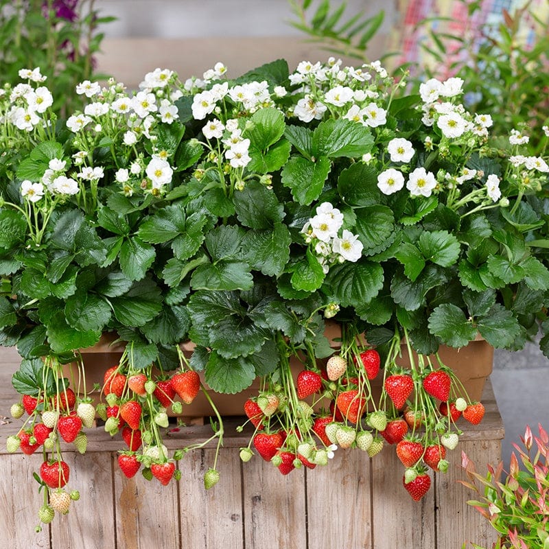 Strawberry Summer Breeze Snow F1 Fruit Plants