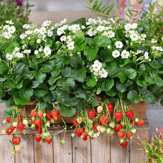Strawberry Summer Breeze Snow F1 Fruit Plants